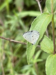 Eicochrysops hippocrates