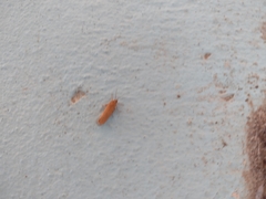 Virbia opella