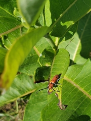 Tetraopes annulatus