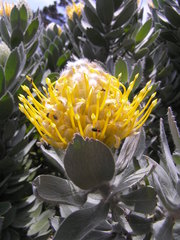 Leucospermum conocarpodendron conocarpodendron