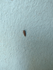 Virbia opella