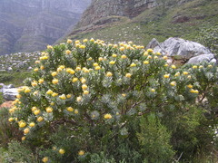 Leucospermum conocarpodendron conocarpodendron