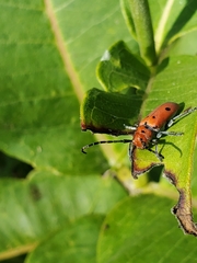 Tetraopes annulatus