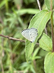 Eicochrysops hippocrates