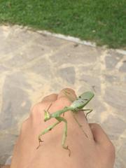 Stagmatoptera supplicaria