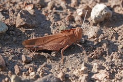 Tomonotus ferruginosus