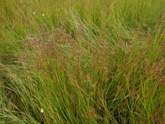 Juncus acutiflorus