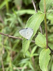 Eicochrysops hippocrates