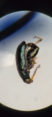 Phyllotreta chalybeipennis