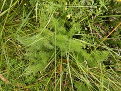 Meum athamanticum