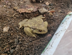 Bufo