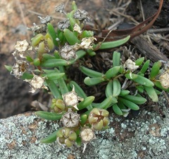 Delosperma purpureum