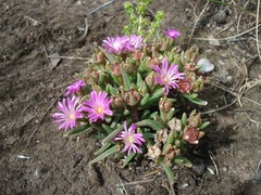 Delosperma purpureum