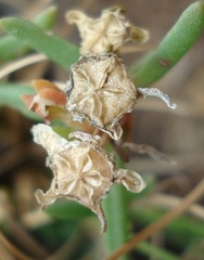 Delosperma purpureum