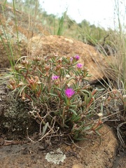Delosperma purpureum