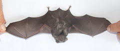 Hipposideros caffer
