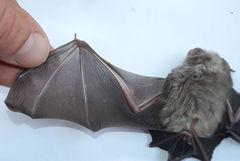 Hipposideros caffer