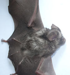 Hipposideros caffer