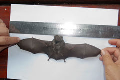 Hipposideros caffer