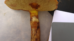 Suillus grevillei
