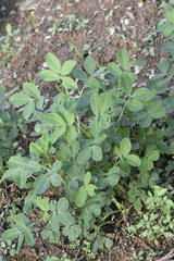 Arachis hypogaea