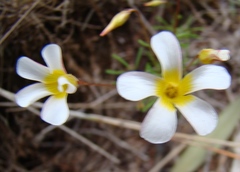Oxalis capillacea
