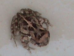Sclerophrys pardalis