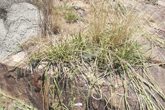 Cynanchum viminale viminale