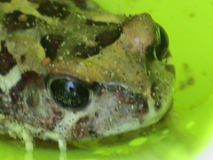 Sclerophrys pardalis