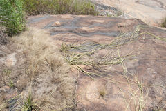 Cynanchum viminale viminale