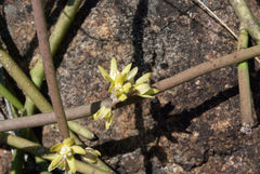 Cynanchum viminale viminale