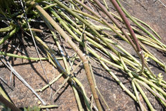 Cynanchum viminale viminale