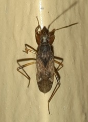 Ligyrocoris litigiosus