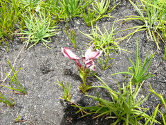 Disa bivalvata