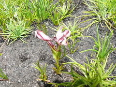 Disa bivalvata