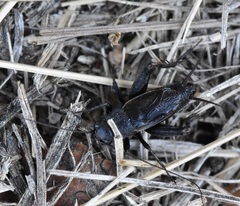 Allonemobius griseus