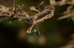 Oxyptilus parvidactyla