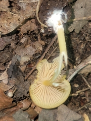 Entoloma unicolor