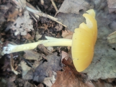 Entoloma unicolor