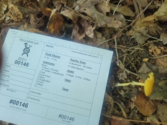 Entoloma unicolor