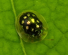 Plagiometriona microcera