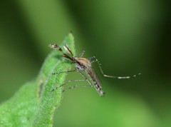 Aedes caspius