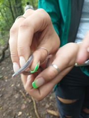 Carphophis amoenus amoenus