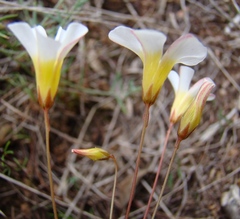 Oxalis capillacea