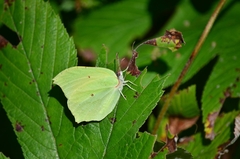 Gonepteryx aspasia