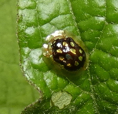 Plagiometriona microcera