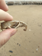 Rattus norvegicus