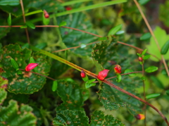 Exobasidium rostrupii