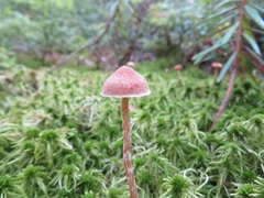 Galerina paludosa