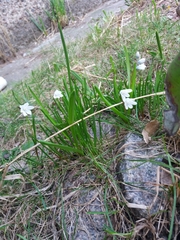 Puschkinia scilloides